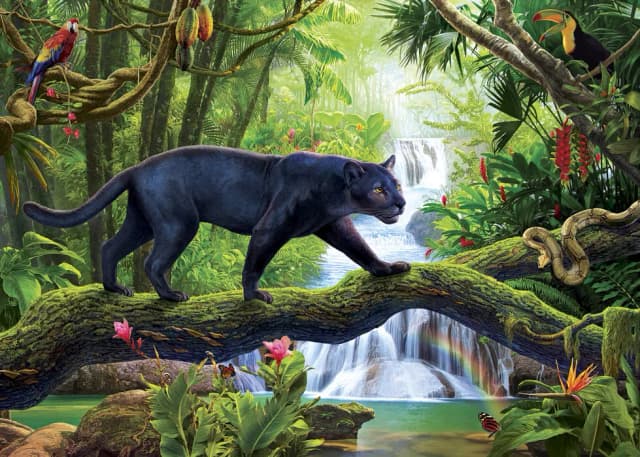 Jak wygląda czarna pantera - tajemnicza bestia z dżungli Jak wygląda czarna pantera - tajemnicza bestia z dżungli