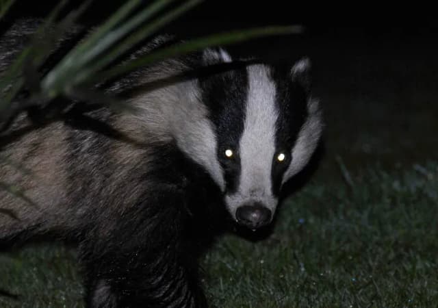 Zwierzęta nocy: fascynujące cechy i sekrety nocnych gatunków Zwierzęta nocy: fascynujące cechy i sekrety nocnych gatunków
