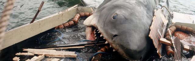 Najlepsze filmy o rekinach: przerażające thrillery na morzu Najlepsze filmy o rekinach: przerażające thrillery na morzu