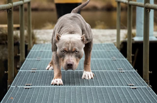 Pitbulle a kobiety: Jak uniknąć niebezpieczeństwa? Porady i fakty Pitbulle a kobiety: Jak uniknąć niebezpieczeństwa? Porady i fakty